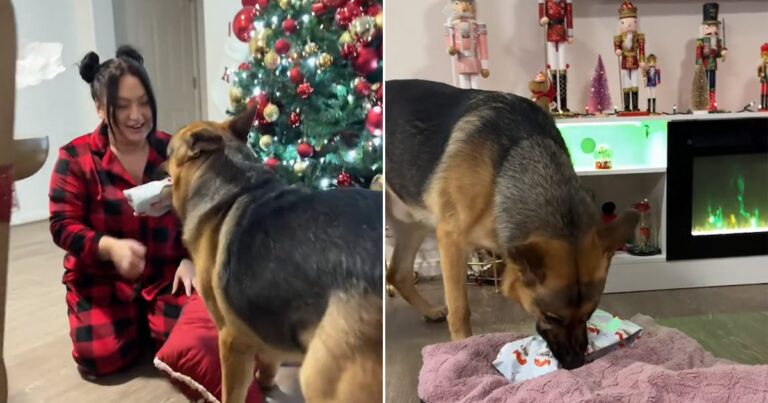 La sorprendente reacción de un perro al abrir un regalo que se hizo viral