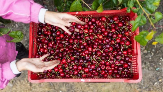 Exportaciones agrícolas de Chile alcanzarían un récord por auge de las cerezas