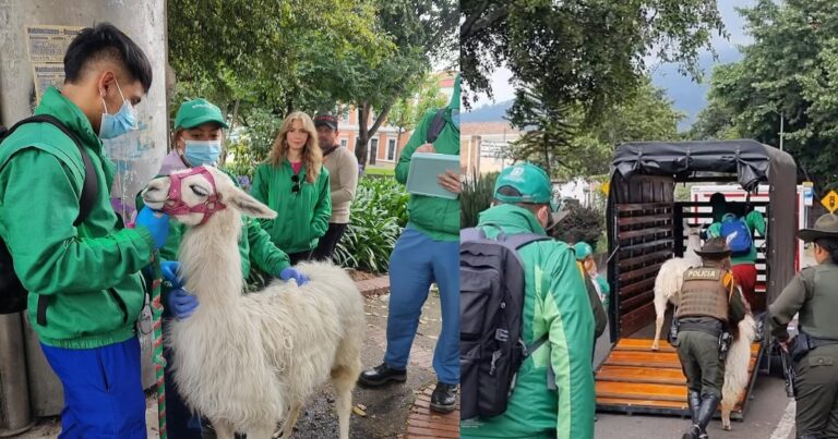 Luna, la llama que se desplomó en el centro de Bogotá no está muerta: Alcaldía aclaró qué fue lo que pasó con el animal