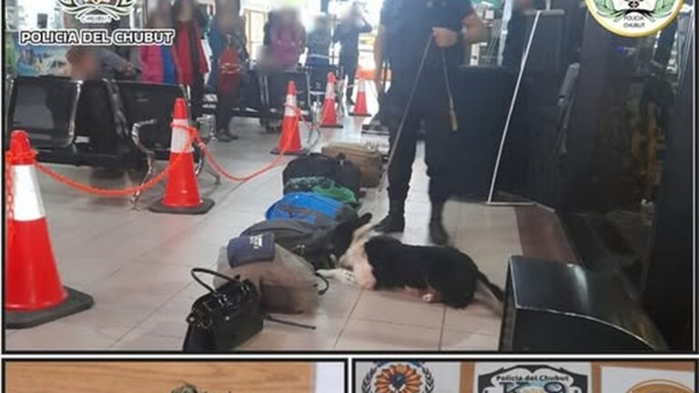 Los perros detectaron marihuana en su mochila