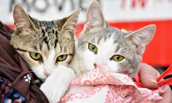 El quirófano móvil estará este jueves en Primera Junta