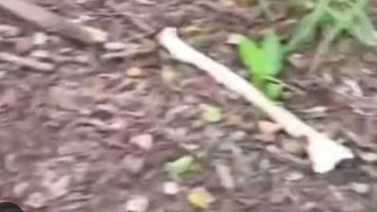 Horror en Salta: encontraron restos óseos que serían de un hombre desaparecido hace más de un año