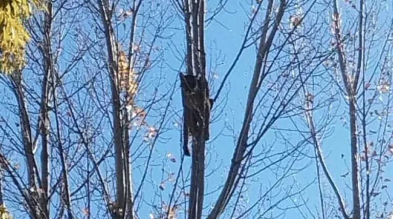 Un puma suelto en una ciudad patagónica desató el caos y movilizó a las autoridades