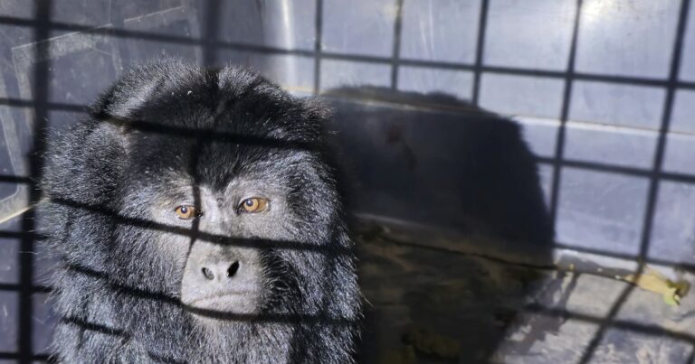 Gendarmería rescató a un mono que viajaba en el paragolpes de un auto en Formosa