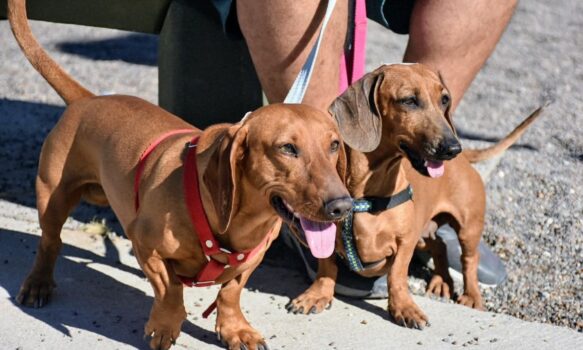 El Municipio avanza en un Registro de Hogares de tránsito para animales judicializados