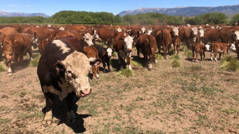 Prorrogan por 60 días la vigencia de la barrera sanitaria