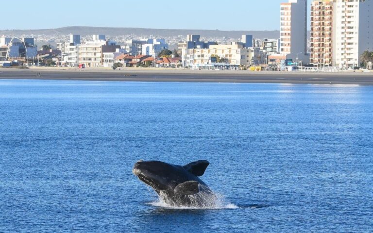 Récord histórico en Puerto Madryn: más de 1.300 ballenas visitan las costas este año