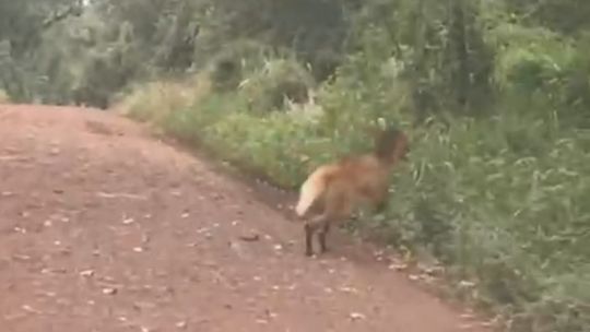 Avistan por primera vez a un aguará guazú en el Parque Nacional Iguazú