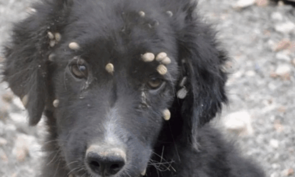 Adolescentes maltratan animales en Trelew
