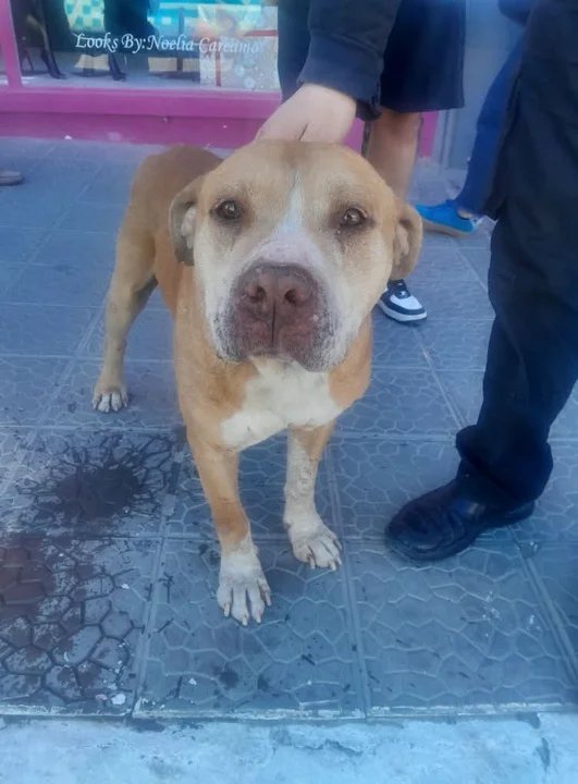 Una familia de Comodoro adoptó al perrito que estaba en grave estado de desnutrición