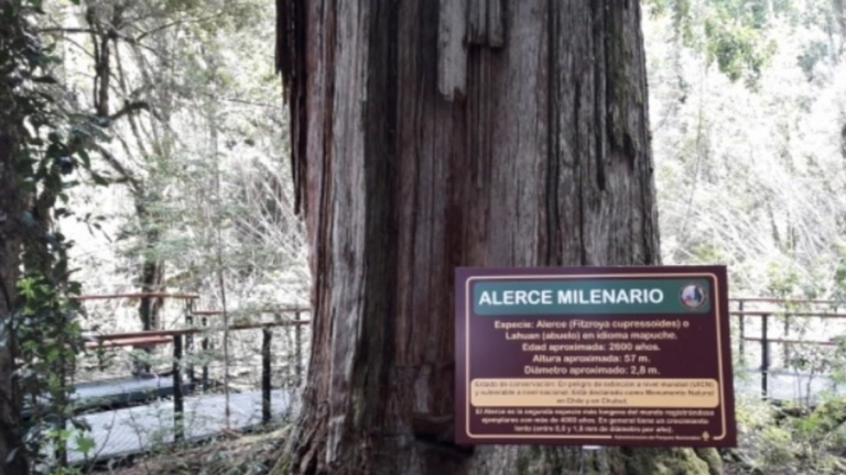 Alerta máxima en Los Alerces: el fuego amenaza al Alerce Milenario