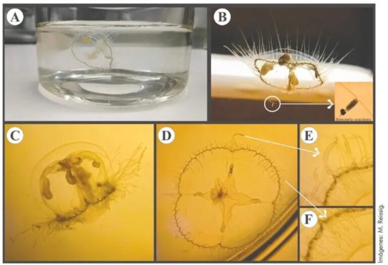 Inusual hallazgo en lagos patagónicos: detectaron medusas exóticas