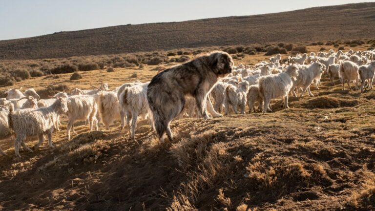 Ganadería y carnívoros en la Patagonia: cómo pensar una convivencia posible