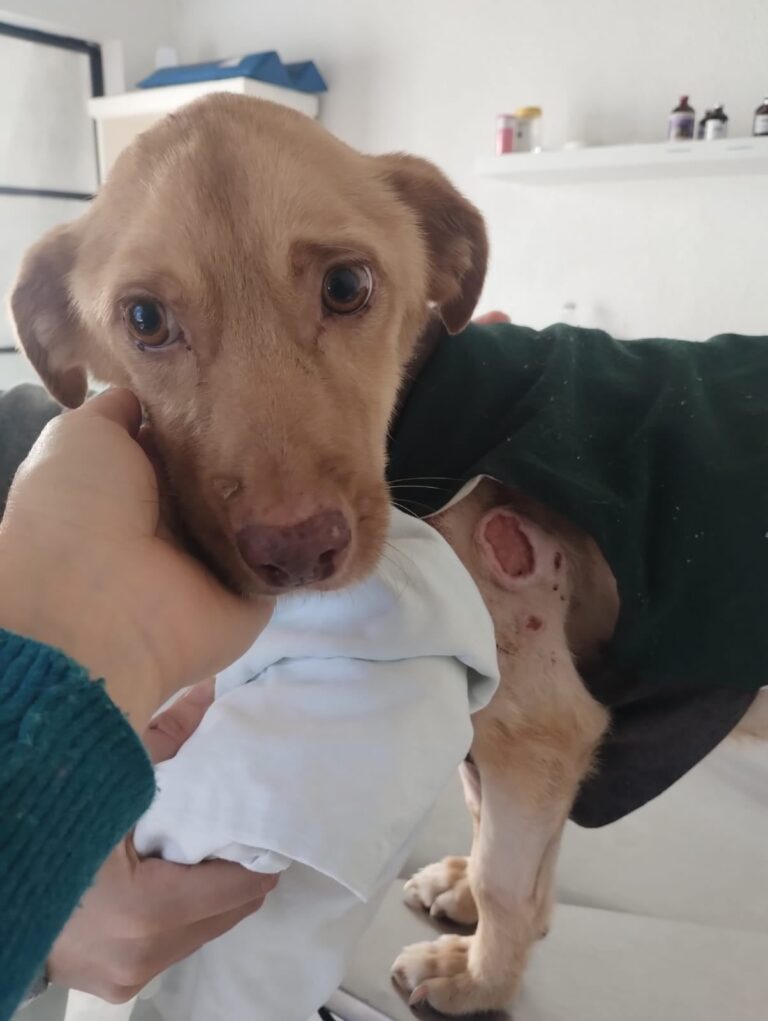 Tenía familia pero una noche apareció en un descampado desnutrido y con úlceras: Nadie se animaba a tocarlo por miedo a lastimarlo