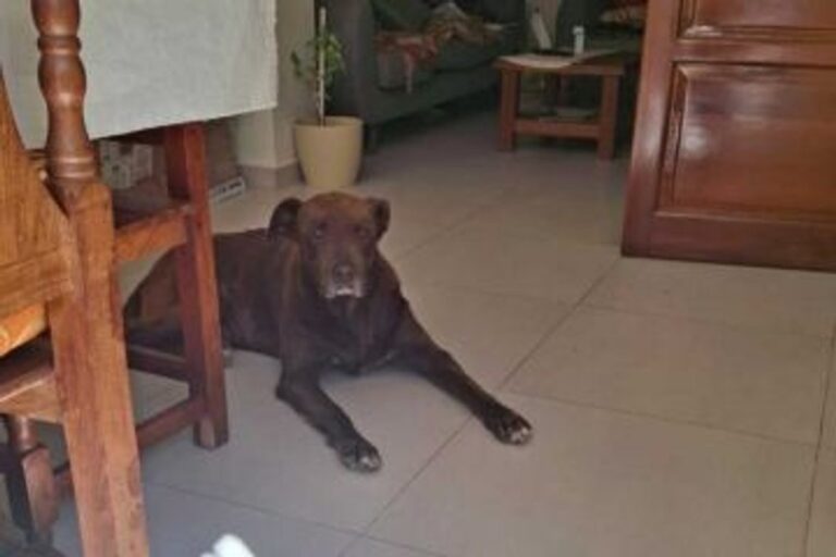 Imputaron por maltrato animal a la dueña de Chocolate, un perro que fue rescatado en estado crítico
